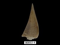 藏品(尖角江珧蛤 )的圖片